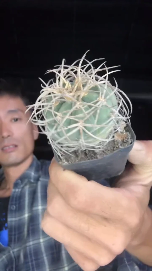 实生光琳玉25.99配货看图