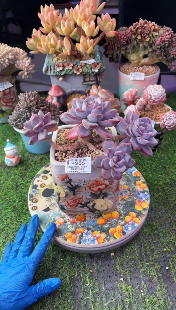 昆明印象多肉4985