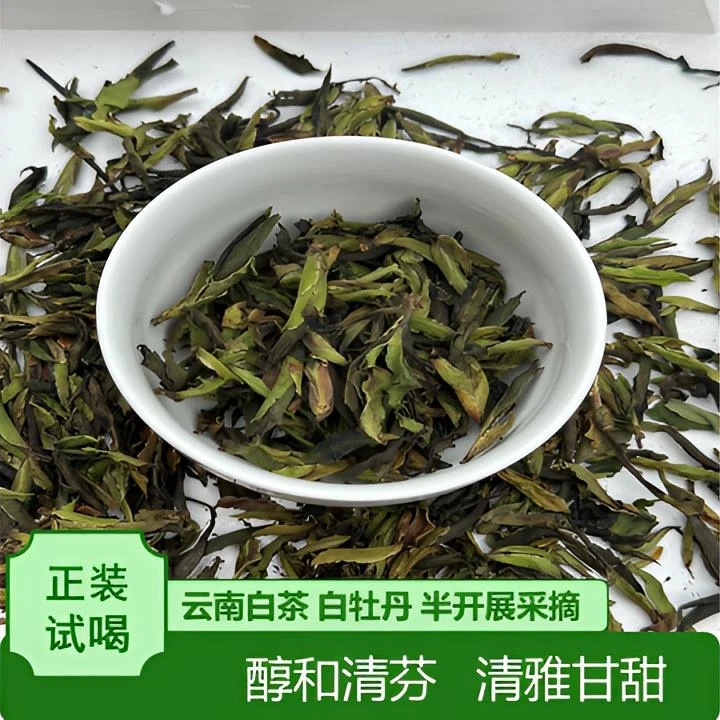 2025年明前春云南野生白茶 白牡丹 半开展采摘