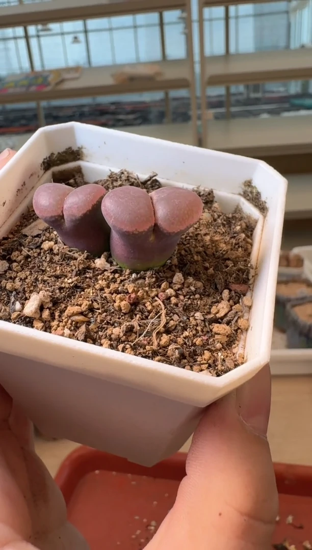 s***×13-205多肉植物肉锥