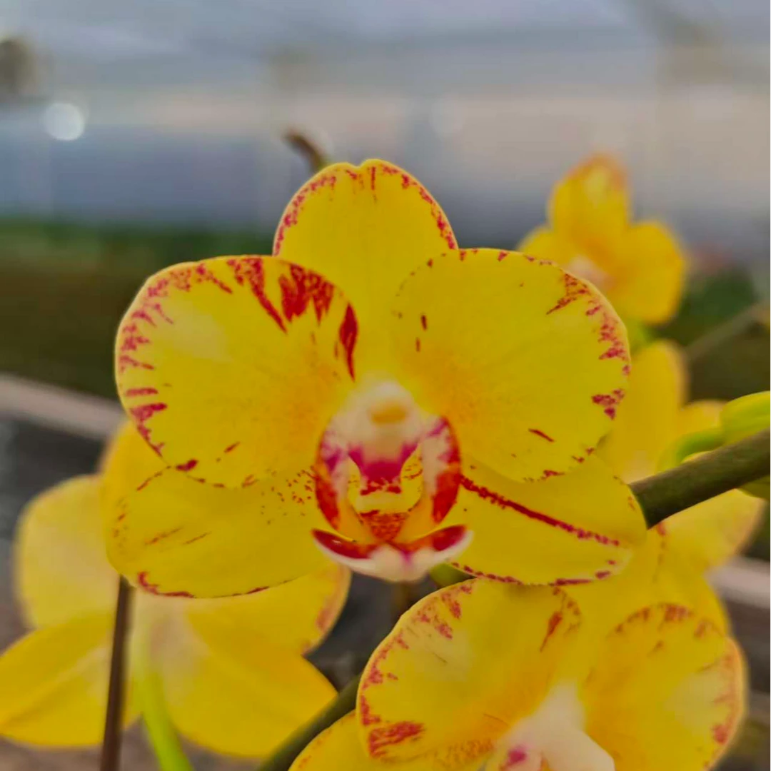 高品质黄色蝴蝶兰【金凤凰】带花剑带花苞四季开花室内好养盆栽