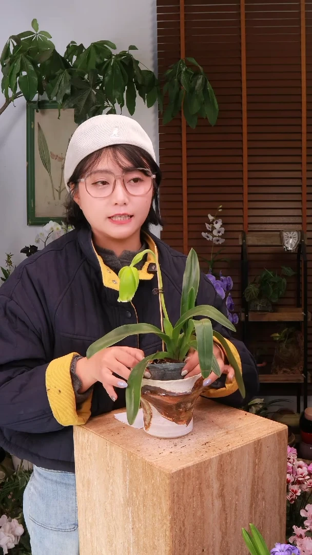 全部花朵 绿肉饼兜兰  带盆 种好发货 顺丰包邮