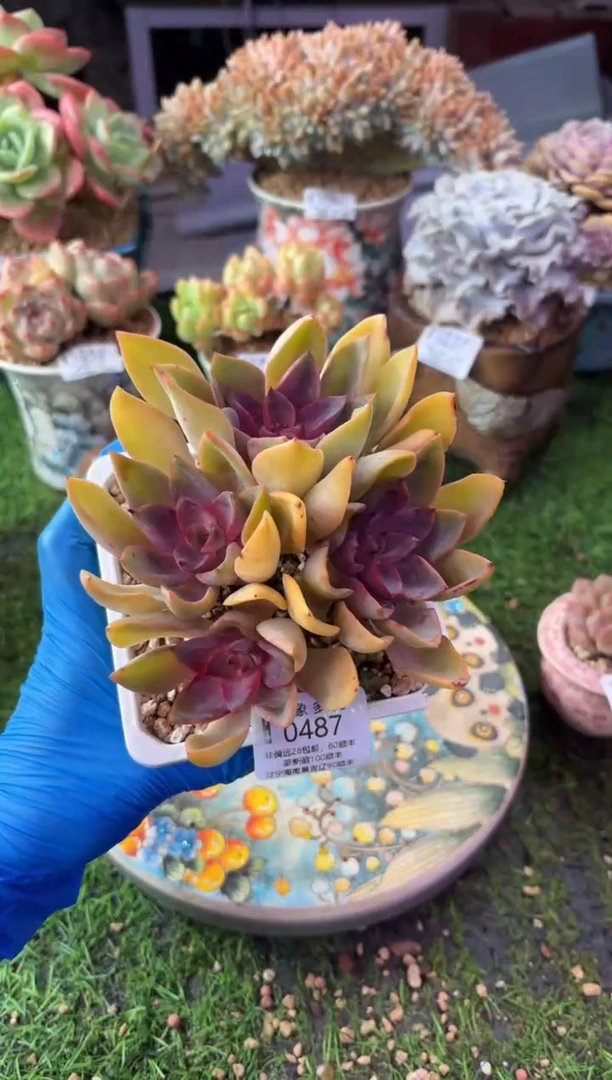 昆明印象多肉0487