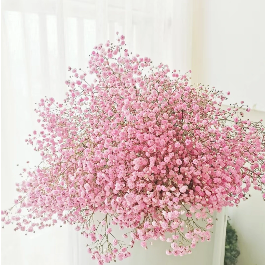【满天星 粉色】3-5枝 冷丰鲜花顺丰包邮