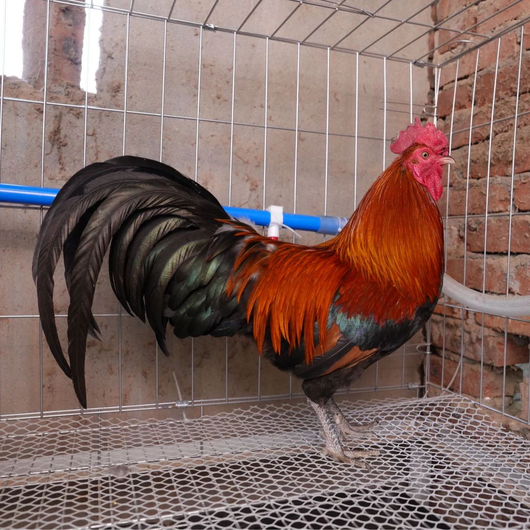 农村散养土鸡纯粮喂养 大公鸡 现场称重