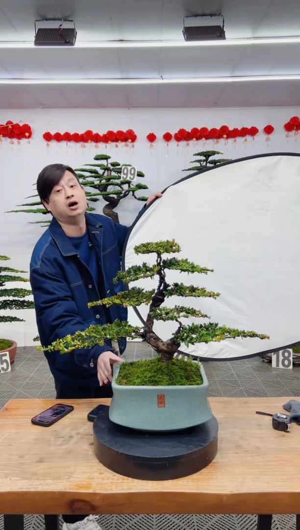 【闪购商品】盆景盆景