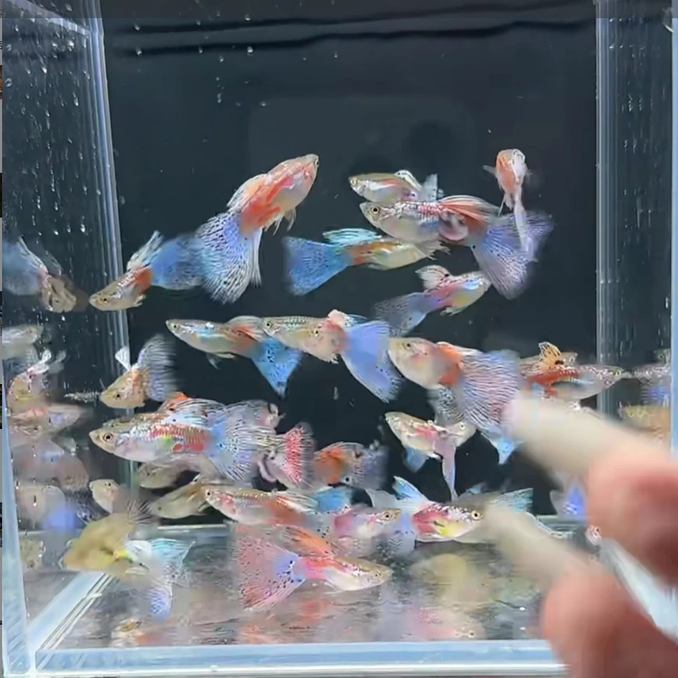 红尾兰草 孔雀鱼 观赏鱼