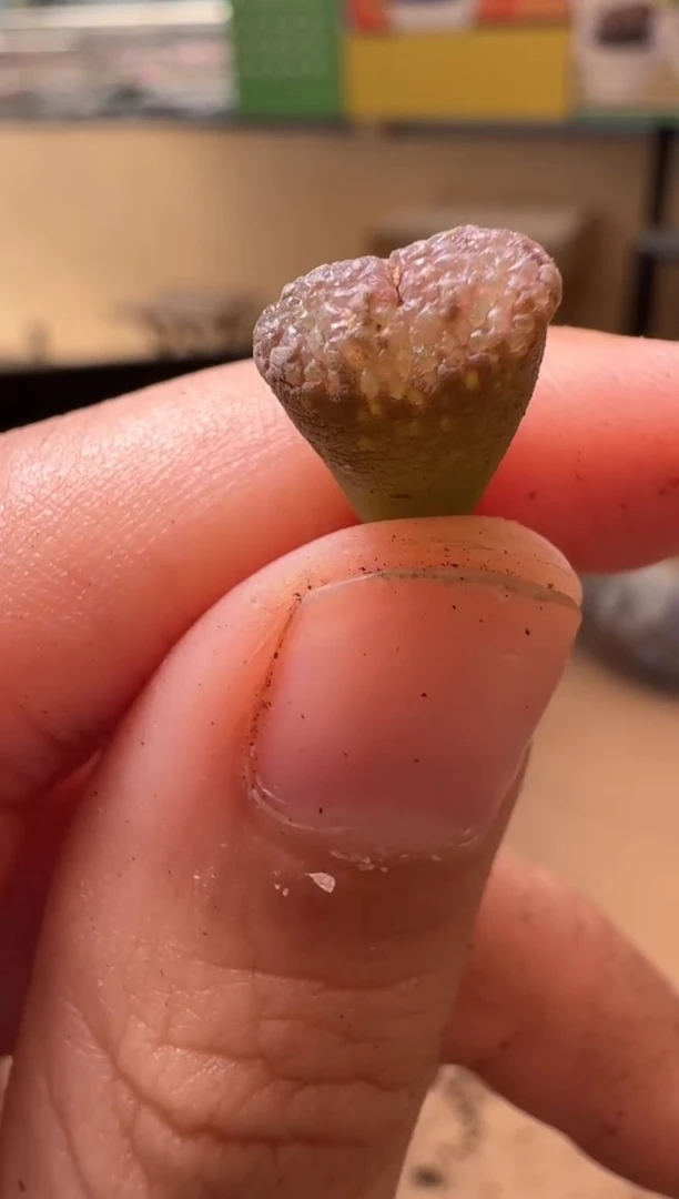 多肉植物肉锥生石花14-94