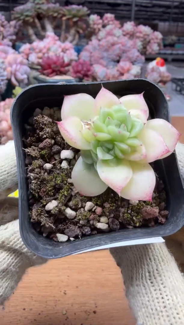 东云多肉园三店-260