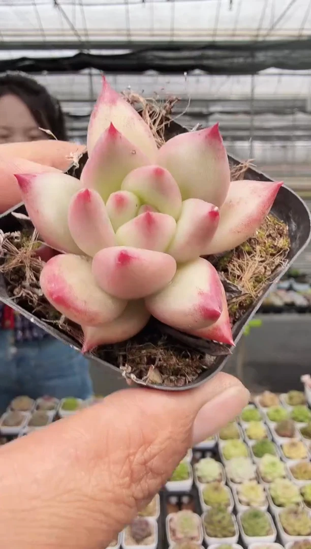 东云多肉园新款-34