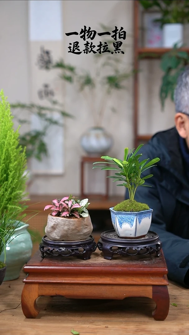 完全开放花*?网纹草+罗汉松024