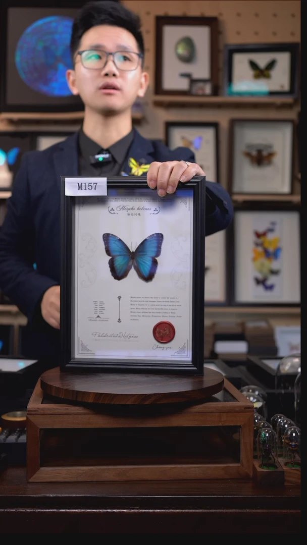 蝴蝶标本摆件竞拍海伦闪蝶m157