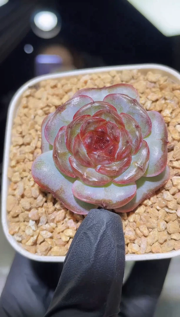 闪购1789  花晨露多肉一颗   4厘米