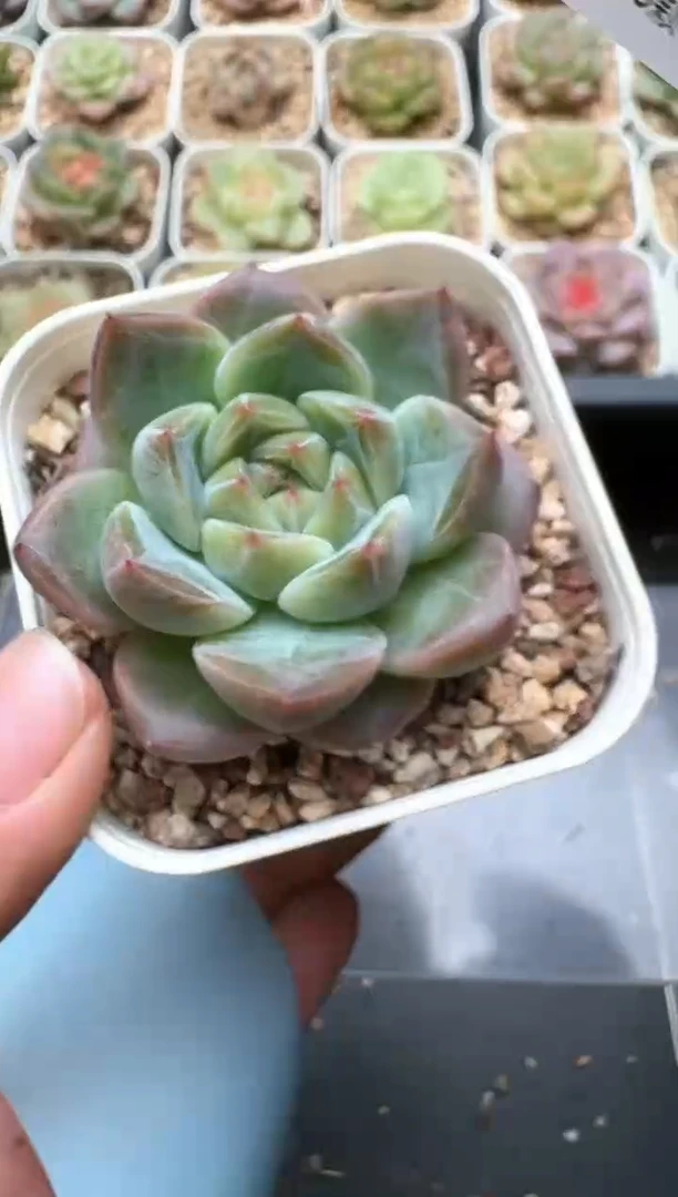 556C云禹多肉植物 带盆土纸巾打包 3颗包邮