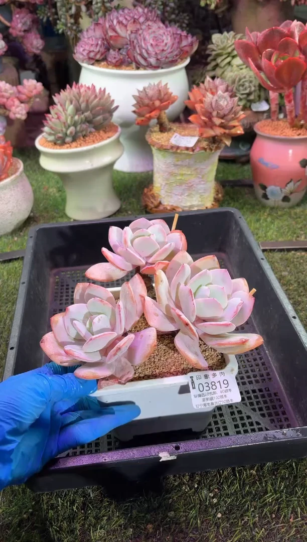 【闪购商品】03819