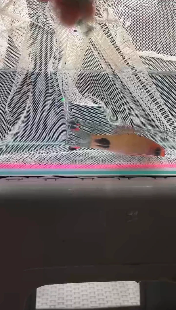 海水鱼道金斯鲃0元起拍，价高者得，包邮包活