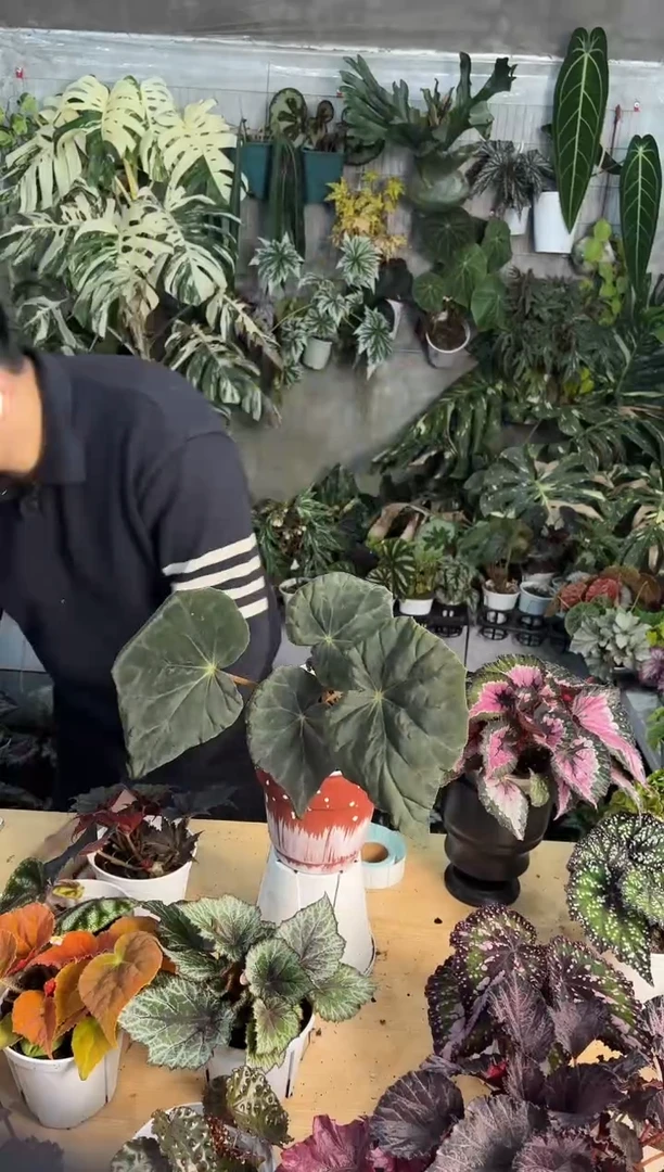 完全开放坠星秋海棠