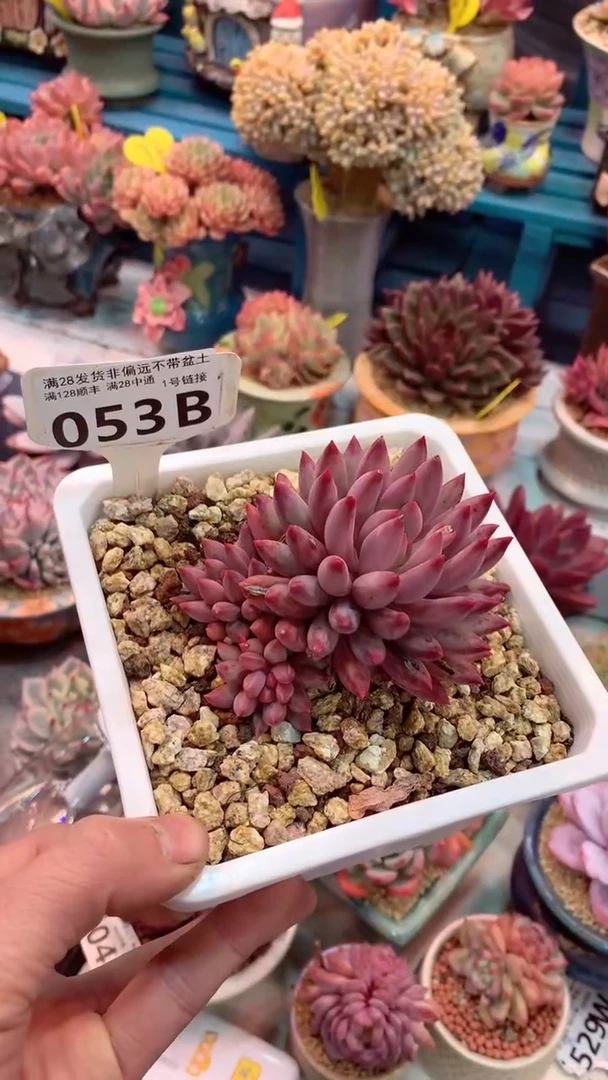 053B（一物一拍实付满28发货，默认不带盆土）