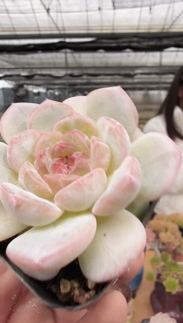 东云多肉园新款-65