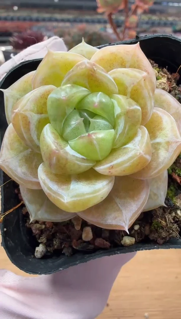 东云多肉园二店-39