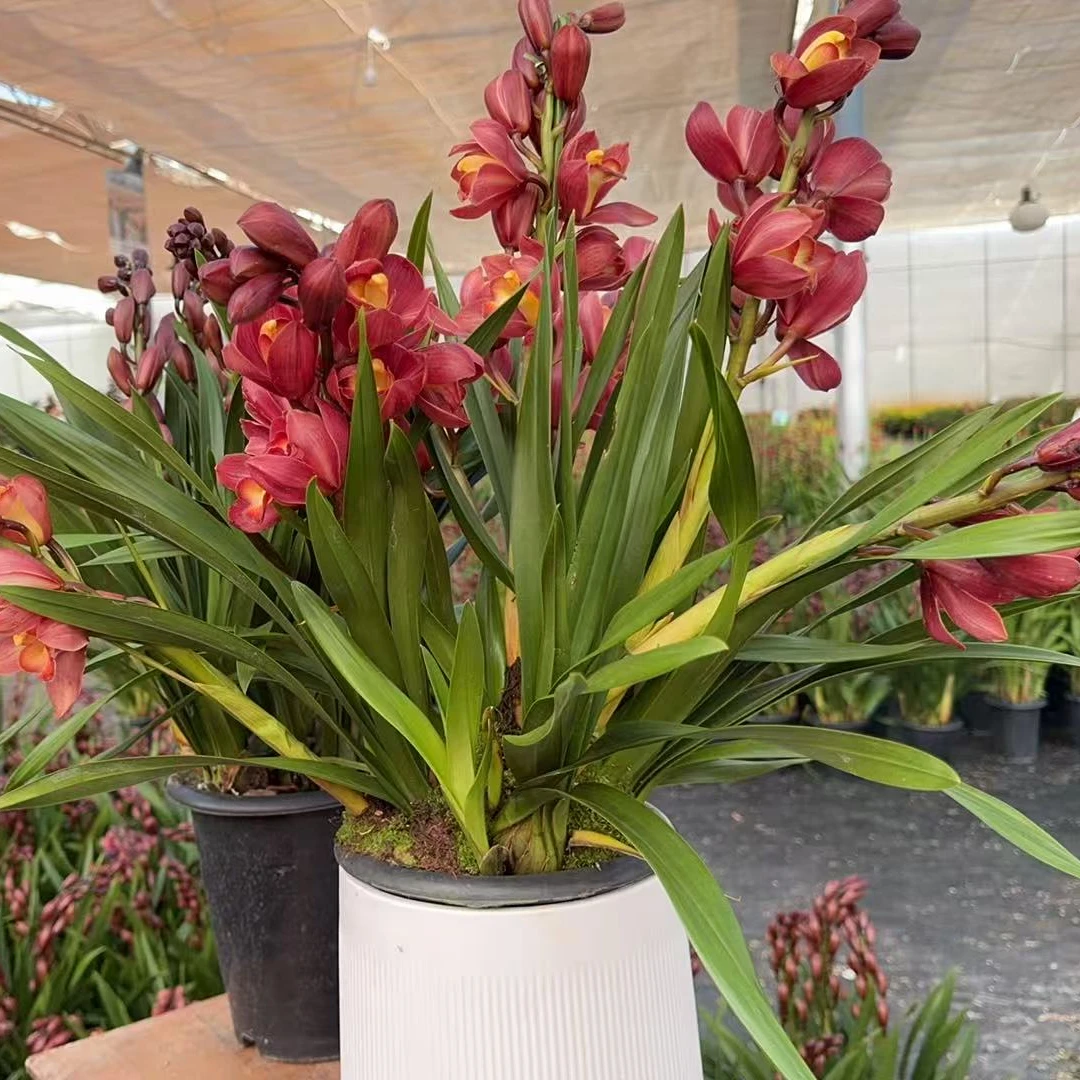 【梦寐以求】大花蕙兰年宵花带盆发货云南直发室内外好养易活