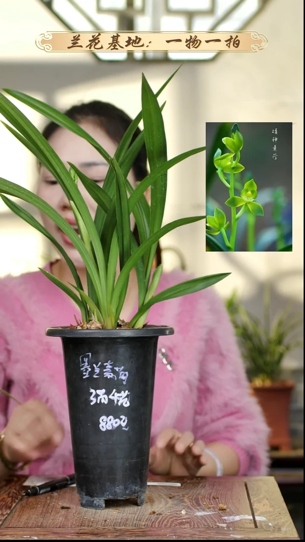 完全开放墨兰素荷