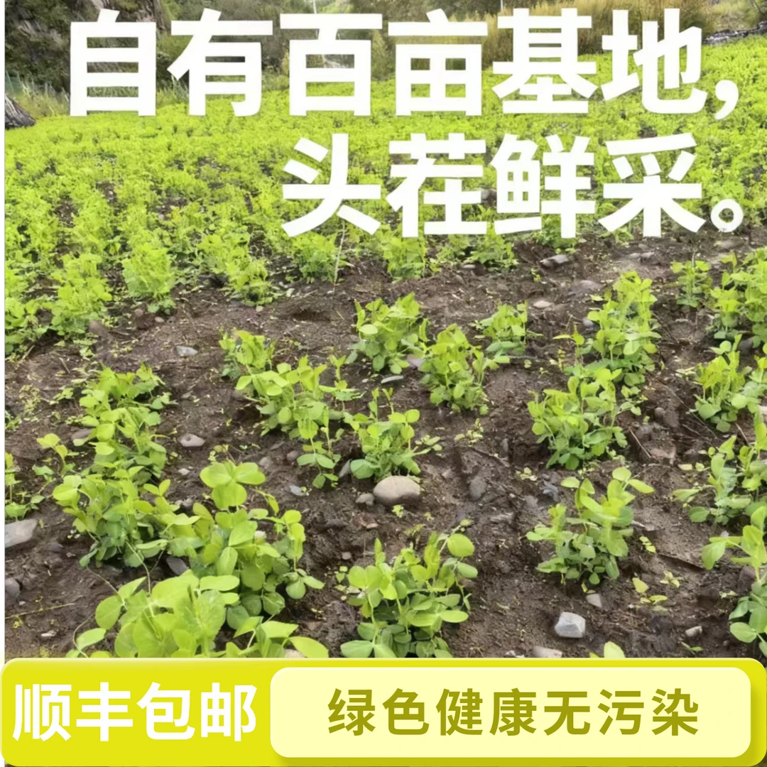 新鲜采摘头茬豌豆尖,顺丰冷链包邮,绿色无污染煲汤炒菜火锅米线