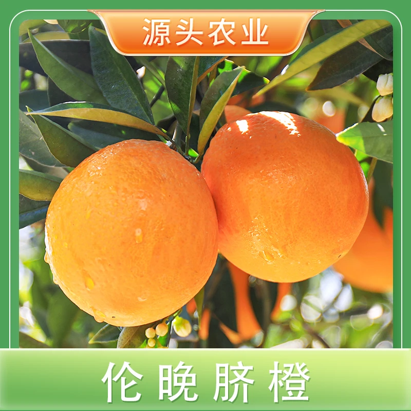 【伦晚脐橙】 湖北新鲜水果橙子香甜多汁 4.5斤 LZS