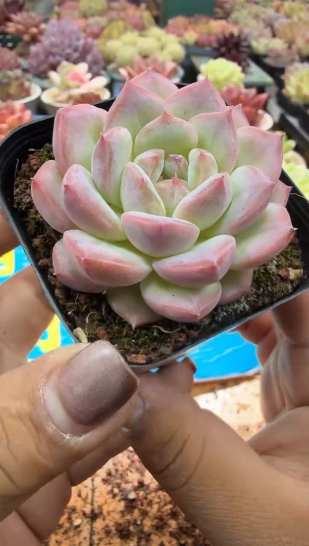 东云多肉园二店-546