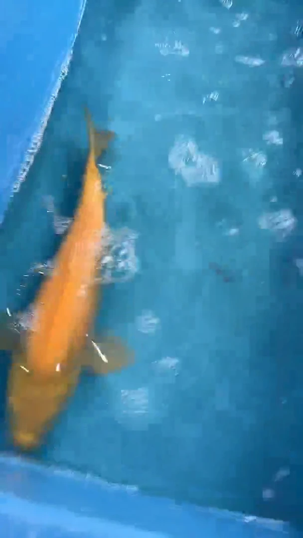 锦鲤太饱东风锦鲤36cm-45cm不包邮到付 包损