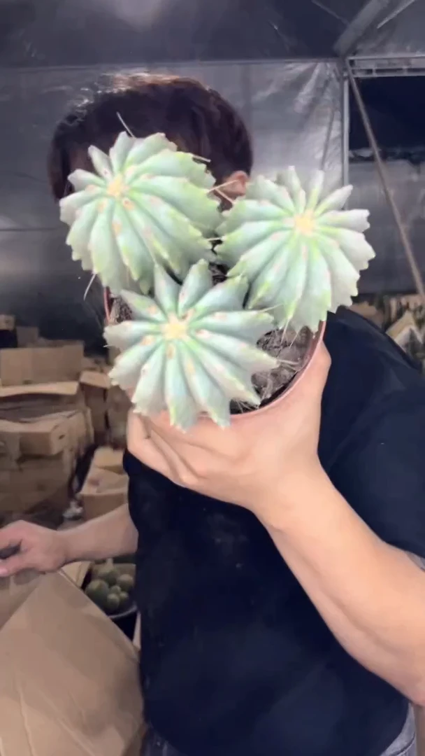 多头 无刺王冠龙【实生根】13-15cm