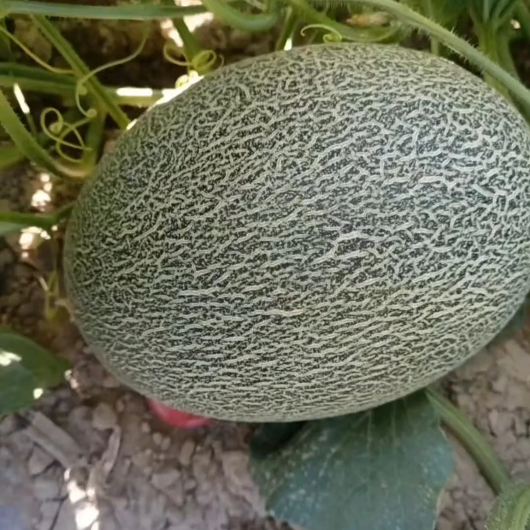 厂家直销西瓜托哈密瓜香瓜甜瓜托吸塑塑料瓜垫防腐烂瓜托包邮新款