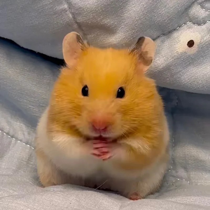 长短毛白腰大体格家养金丝熊仓鼠活物巨型大仓鼠类活体宠物直播