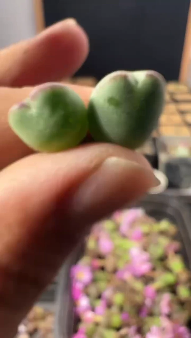 一物一拍        868