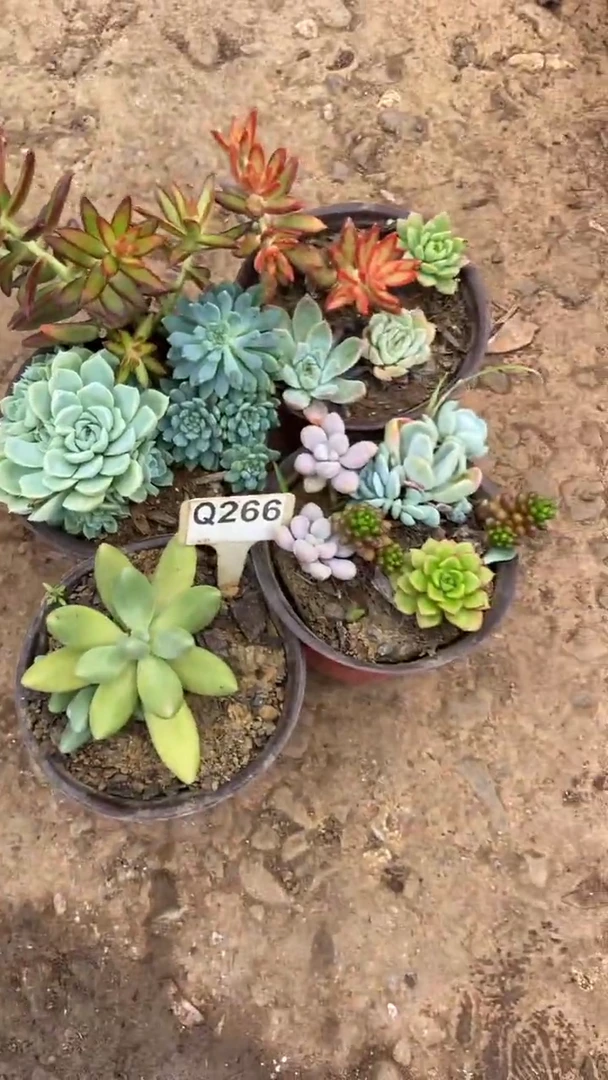 Q266多肉组合默认脱土发货