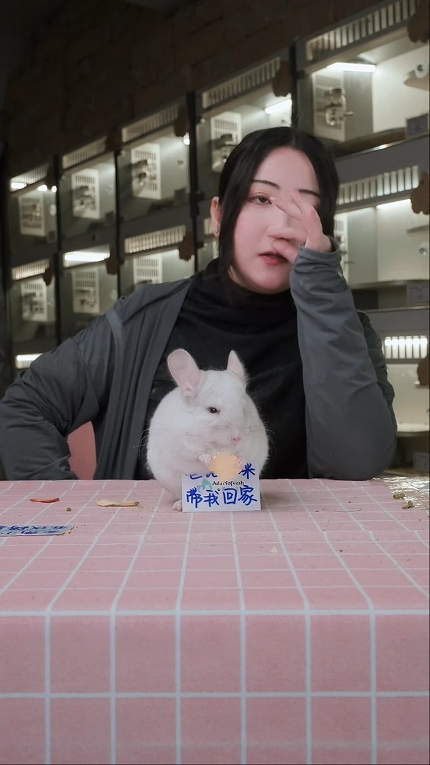 龙猫携长粉白龙猫弟弟