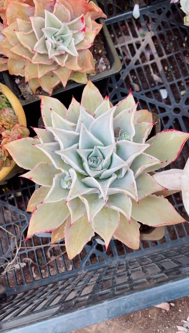 【闪购商品】06184