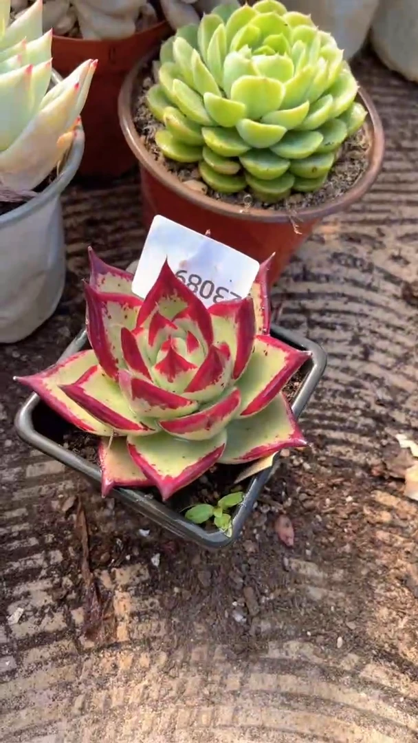 浅*跃跃精品多肉23089