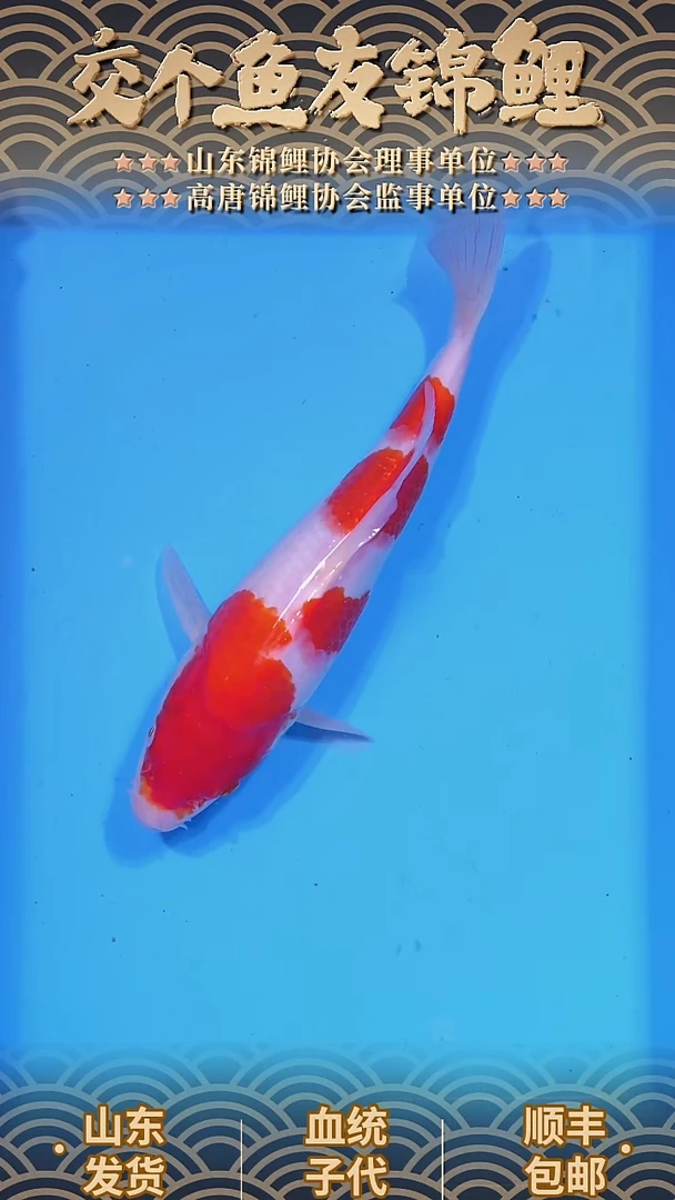 锦鲤202512206红白26公分