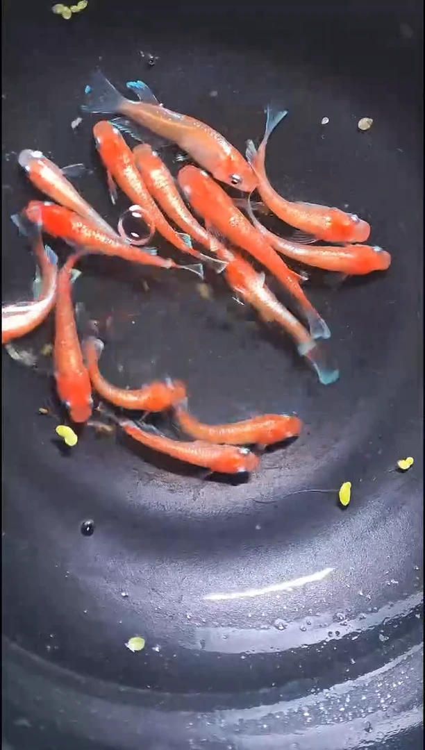 青鳉鱼观背青鳉026