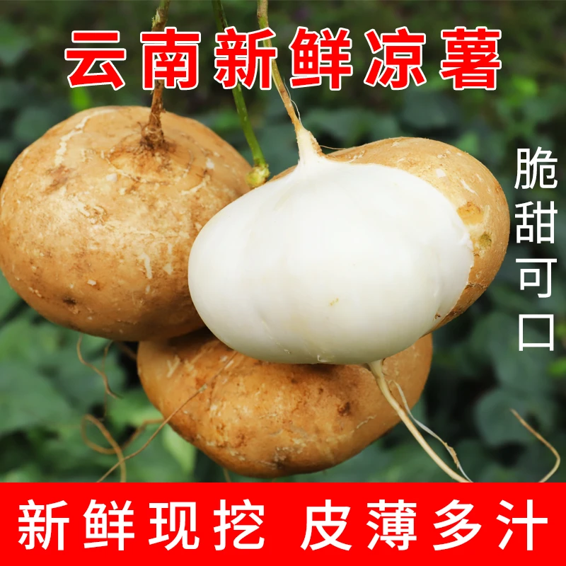 正宗云南凉薯新鲜现挖农家特产地萝卜凉薯地瓜白瓜土瓜沙葛番薯