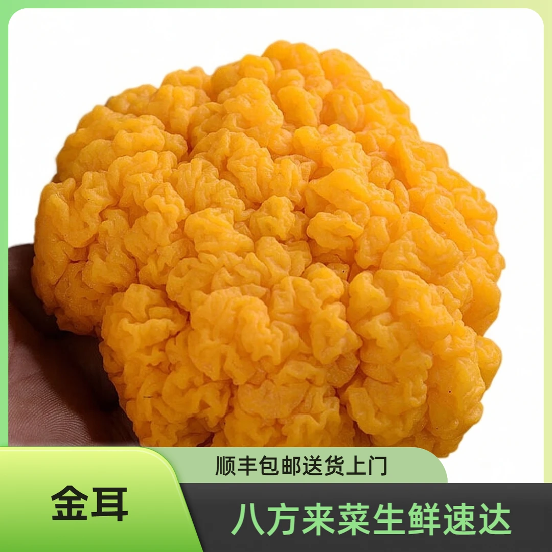 云南鲜金耳 约100g±10g/份中国美味蘑菇金耳