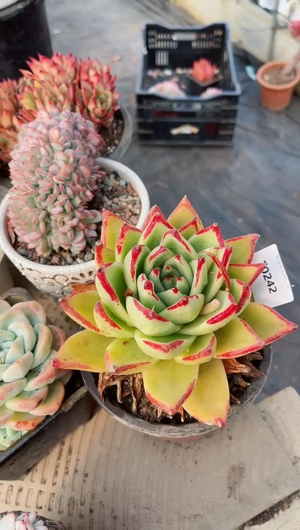 【闪购商品】10242