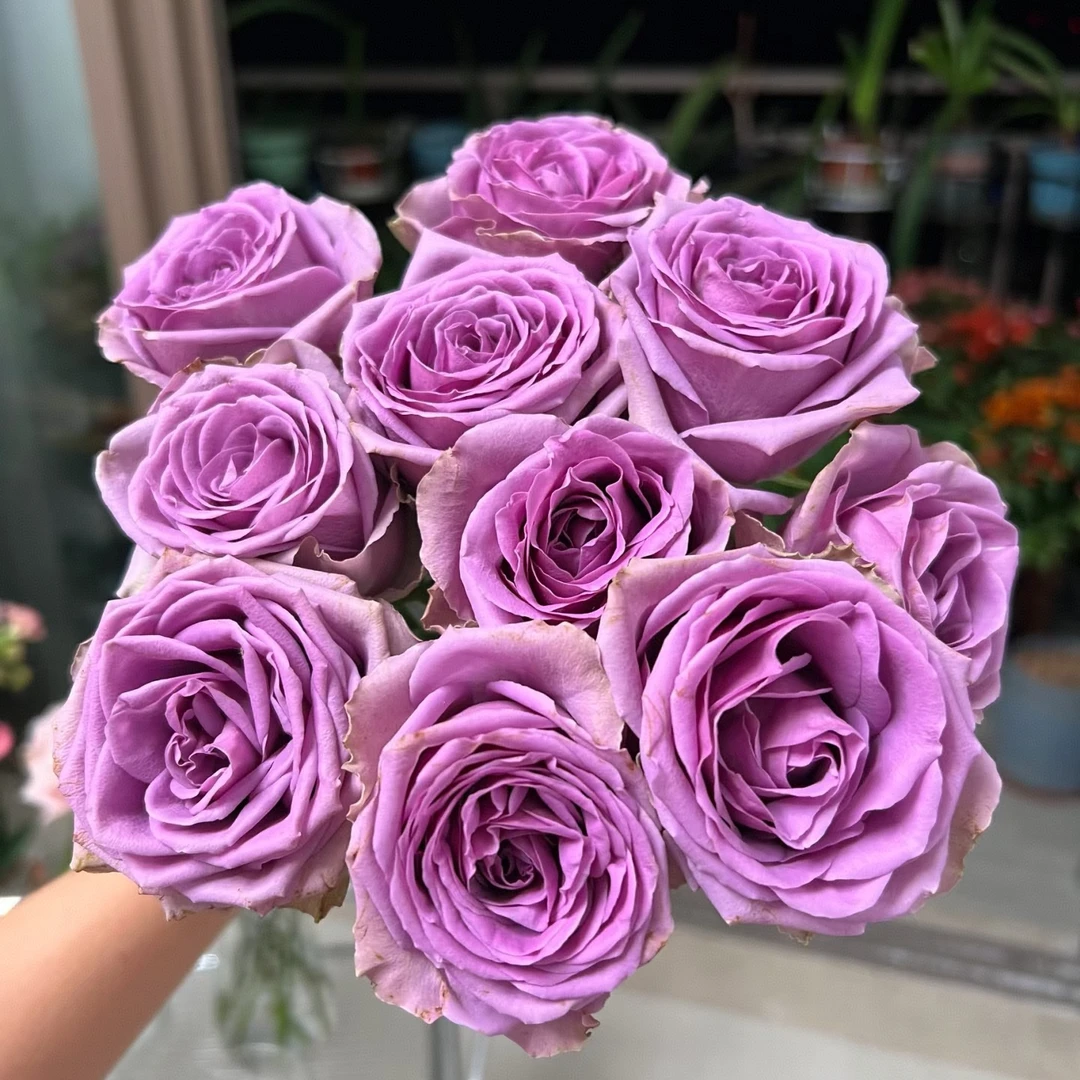 【独鬏鬏优选】A级鲜花 [曼紫] 单头玫瑰 鲜活采摘冷链配送