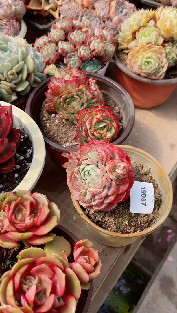 【闪购商品】19087