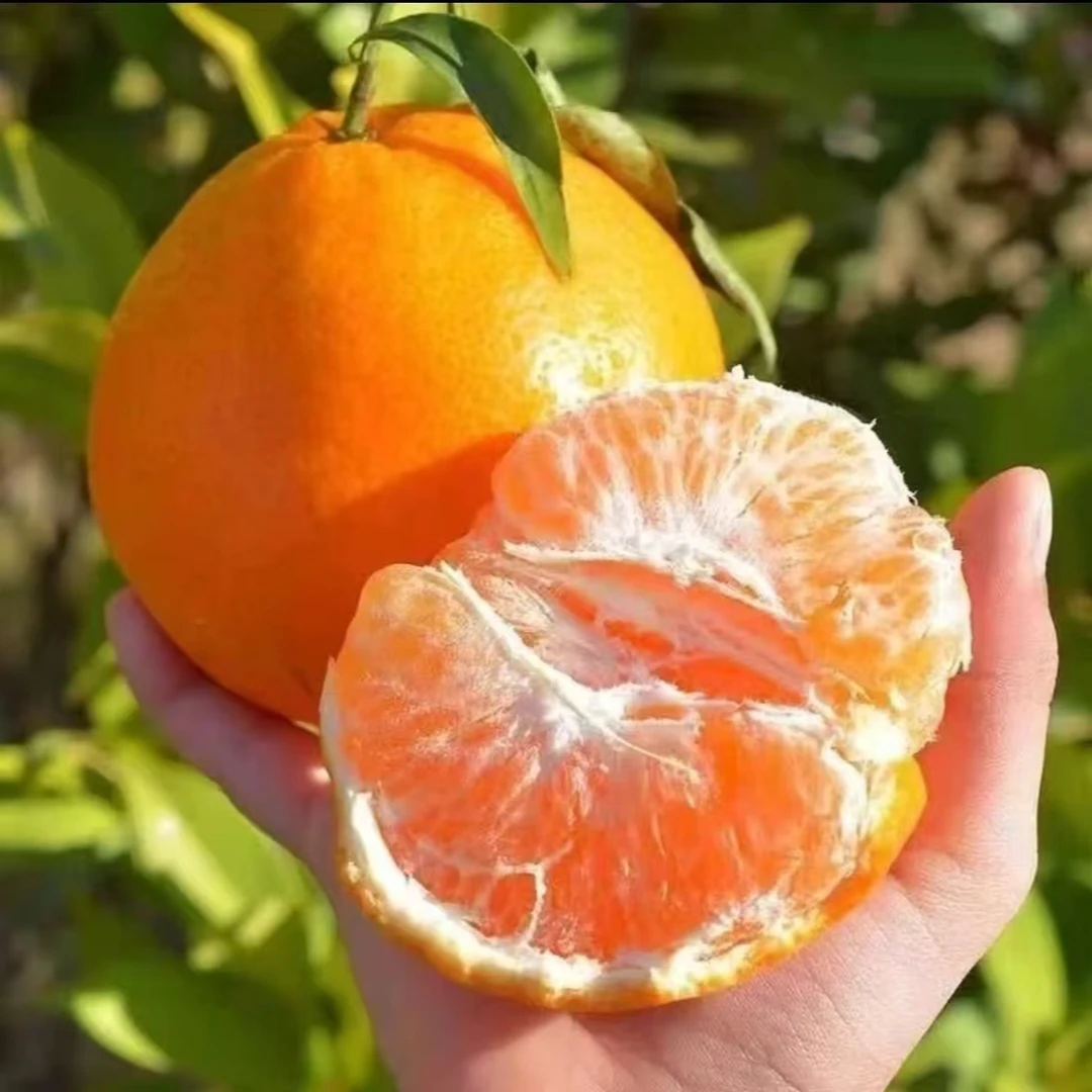 【好运连连】耙耙柑