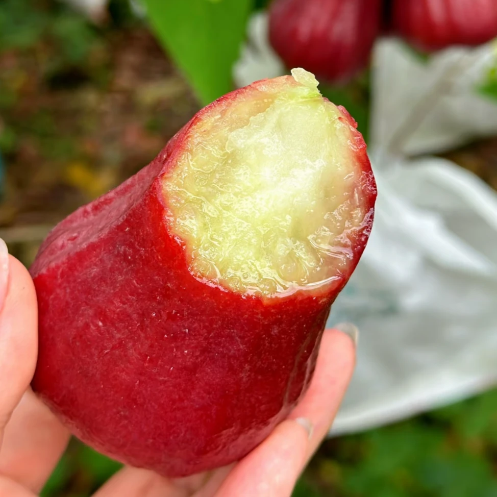 黑金刚莲雾-一个莲雾八杯水1kg2kg