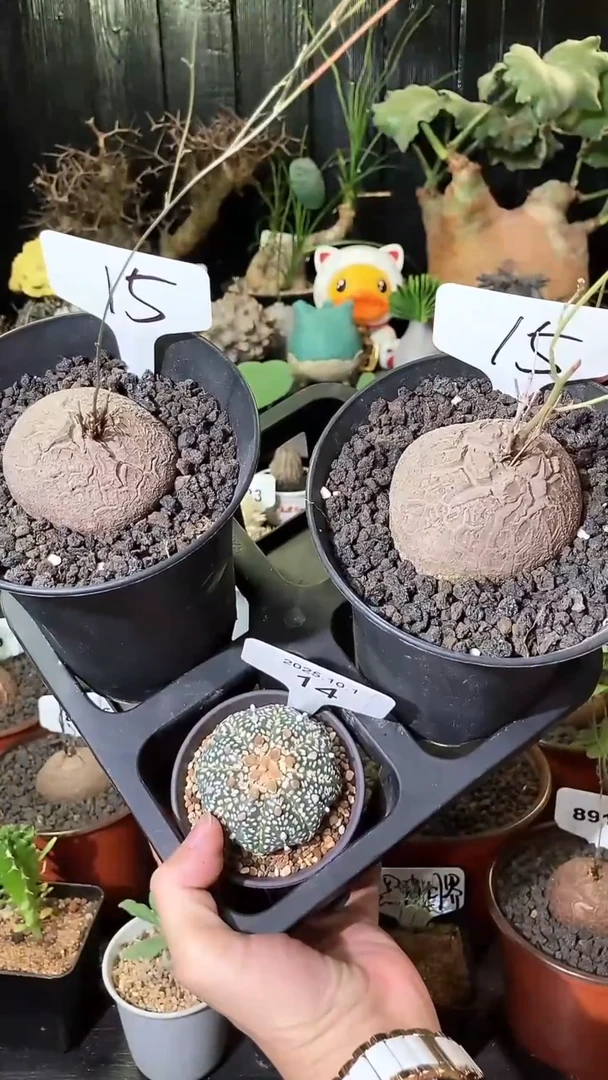 15号1001福利南非龟甲龙买1个送1个再送一个兜