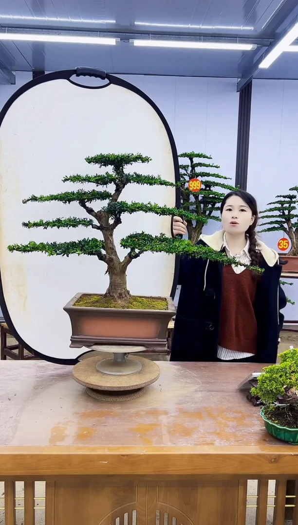 无花朵红芽珍珠罗汉松