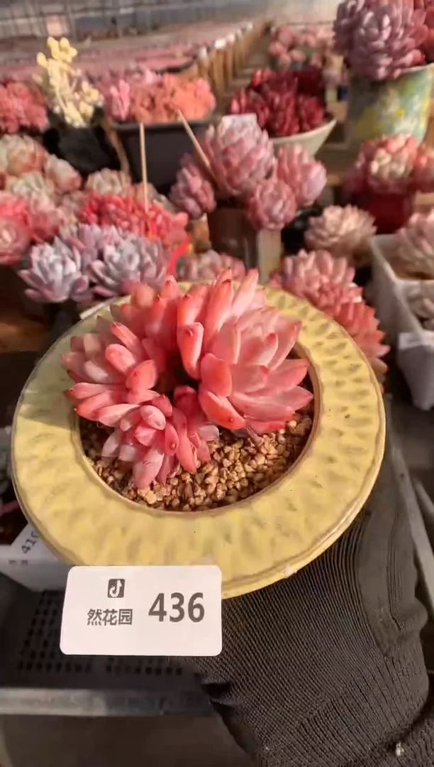436玫瑰梦露多肉植物一物一拍